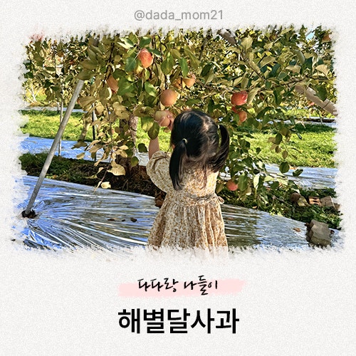 가평 아이와 부사 사과 따기 체험하려면 해별달사과 추천 : 제대로 사과 체험 즐기기