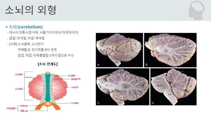[9] 소뇌 cerebellum 구조, 기능 및 손상 : 네이버 블로그