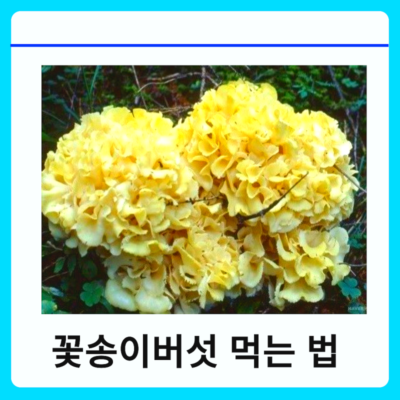 꽃송이버섯 먹는 법 효능 가격 제철 시기