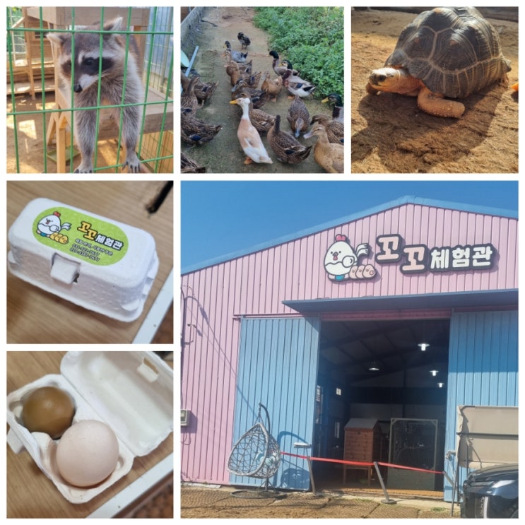  일산 아이들과 가볼만한곳 동물 친구들 관찰 먹이주기 체험,꼬꼬체험관 방문후기