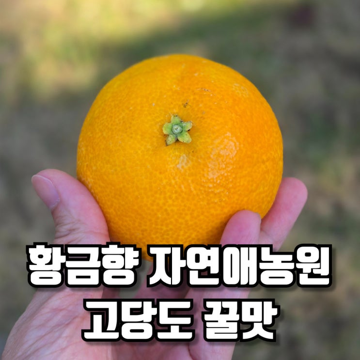  황금향 자연애농원 고당도 꿀맛