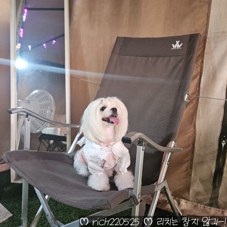  용인 애견동반 바베큐 커피먹고멍멍 애견카페 말티즈 후기