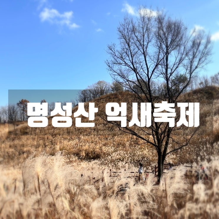  포천 명성산 억새축제 | 명성산 등산코스 주차장 단풍 현황