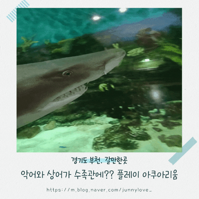  [경기도 부천] 실내 동물원, 파충류, 수족관까지 다 볼 수 있는 플레이 아쿠아리움 1부.