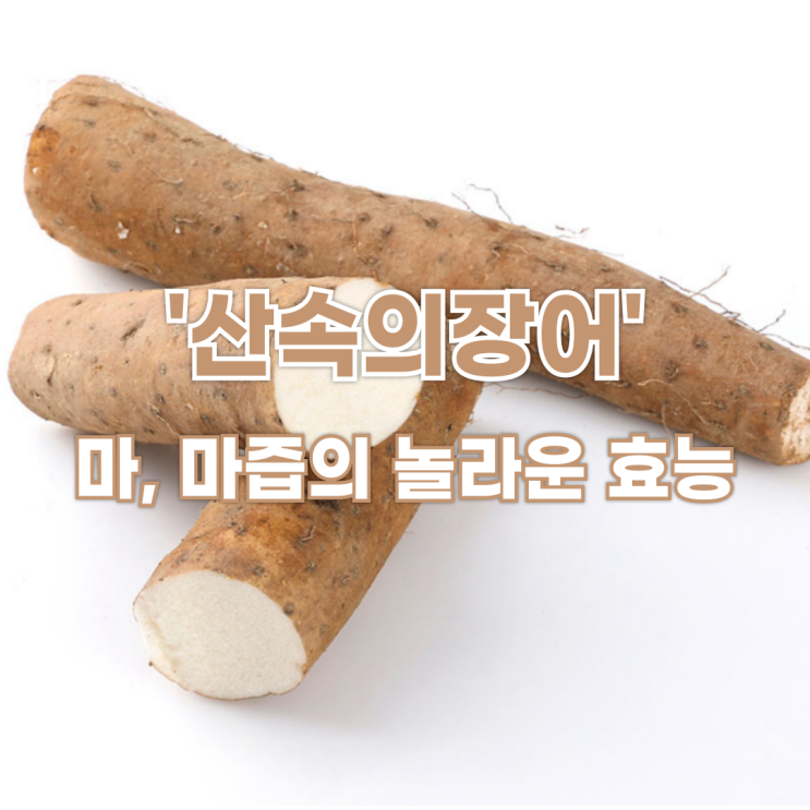  '산속의장어' 마, 마즙의 놀라운 효능 5가지와 부작용