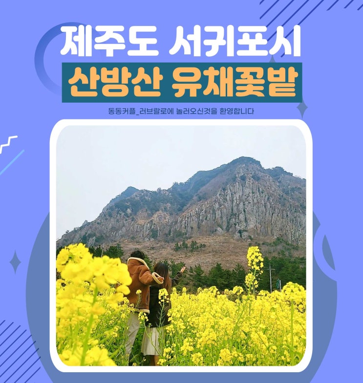  제주 서귀포시 가볼만한 곳 산방산유채꽃밭 feat. 유채꽃 개화시기