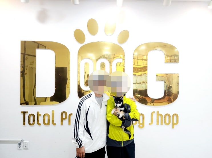  세종시 애견분양 원독, 대전 고객님이 입양한 블랙탄 시바견 후기