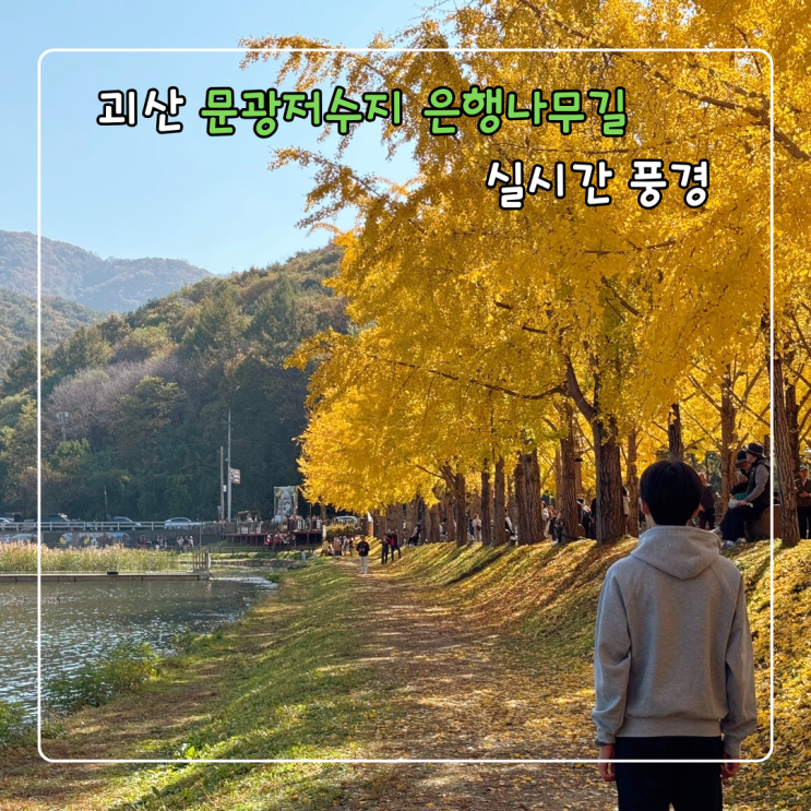  괴산 문광저수지 은행나무길 실시간 주말 후기