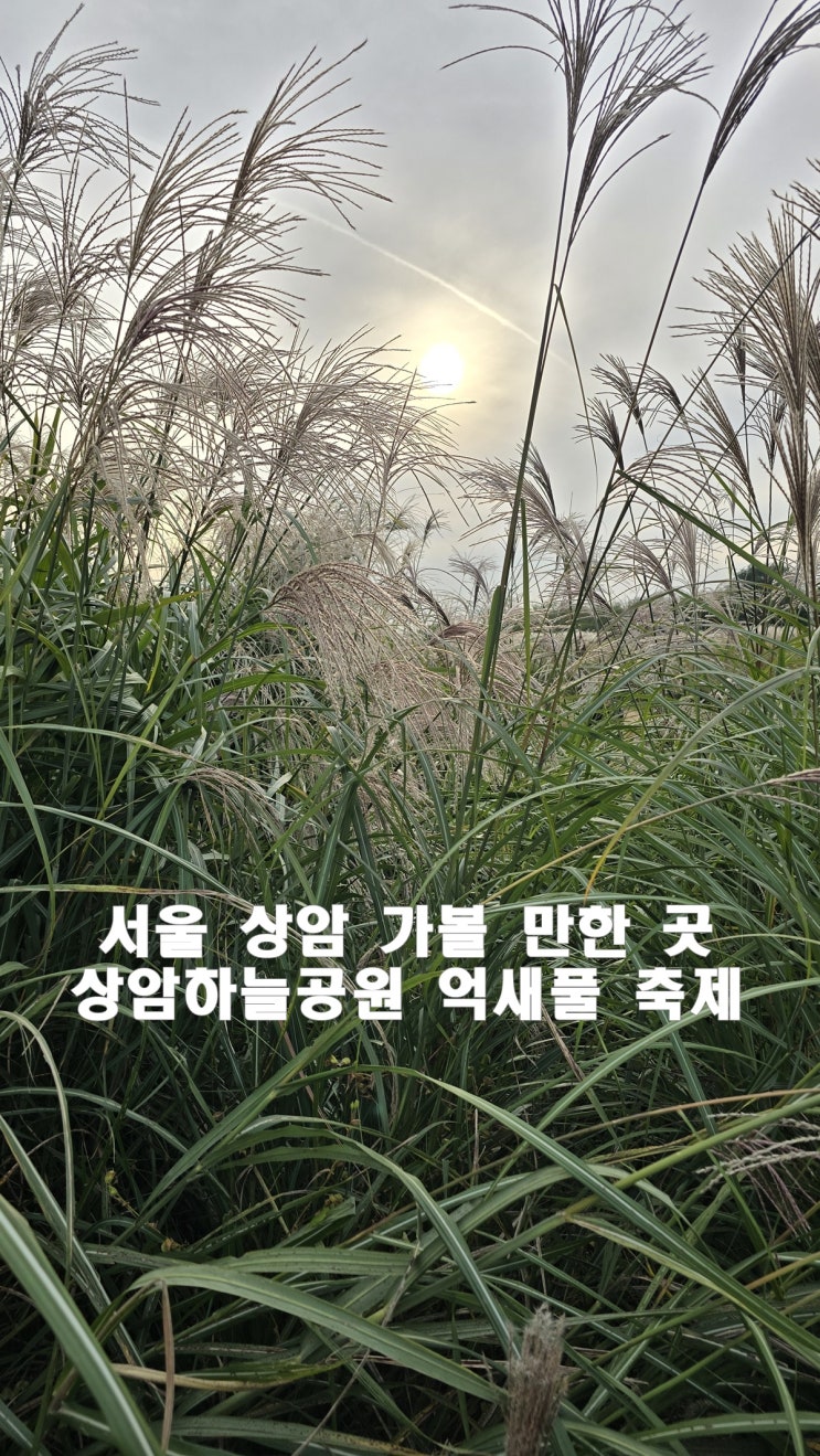  주차 스트레스 없이 즐기는 하늘공원 맹꽁이 열차 억새축제 후기