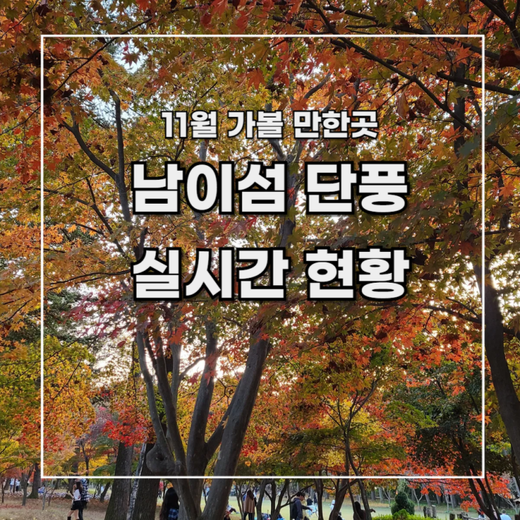  [11월 가볼 만한 곳] 남이섬 은행나무 단풍 실시간 현황, 추천 포토존  24.11.2 방문일
