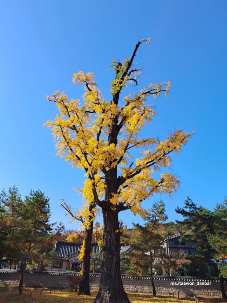 서울 근교 가을 산책하기 좋은곳_ 서오릉 서울 근교 가을 산책하기 좋은곳_ 서오릉