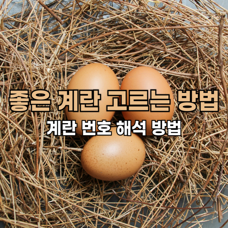  좋은 계란(달걀) 고르는 방법: 계란번호, 달걀번호, 난각코드 해석 방법