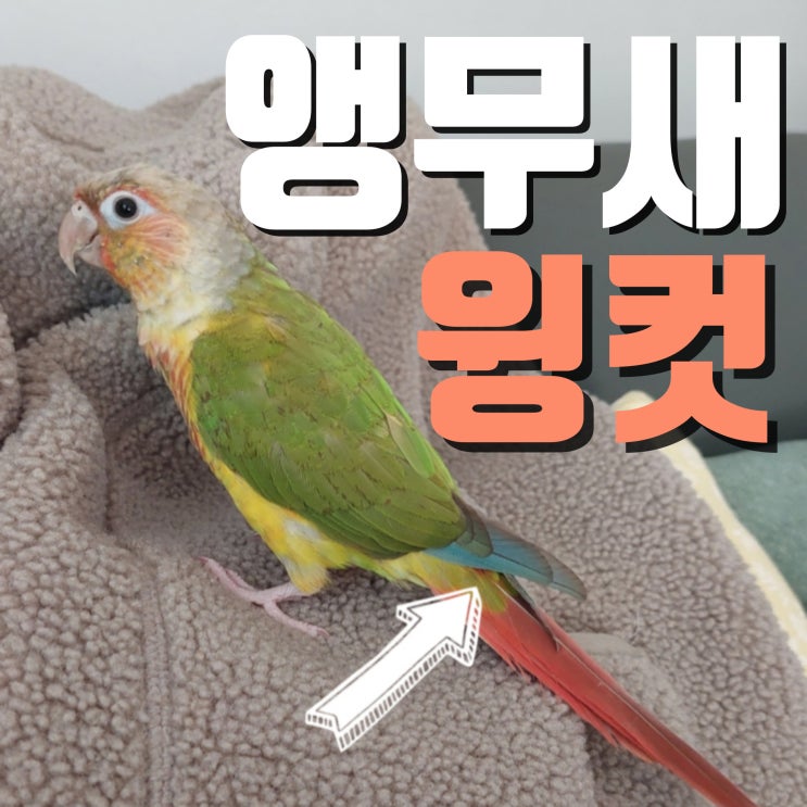  반려조 코뉴어 앵무새 윙컷 ?
