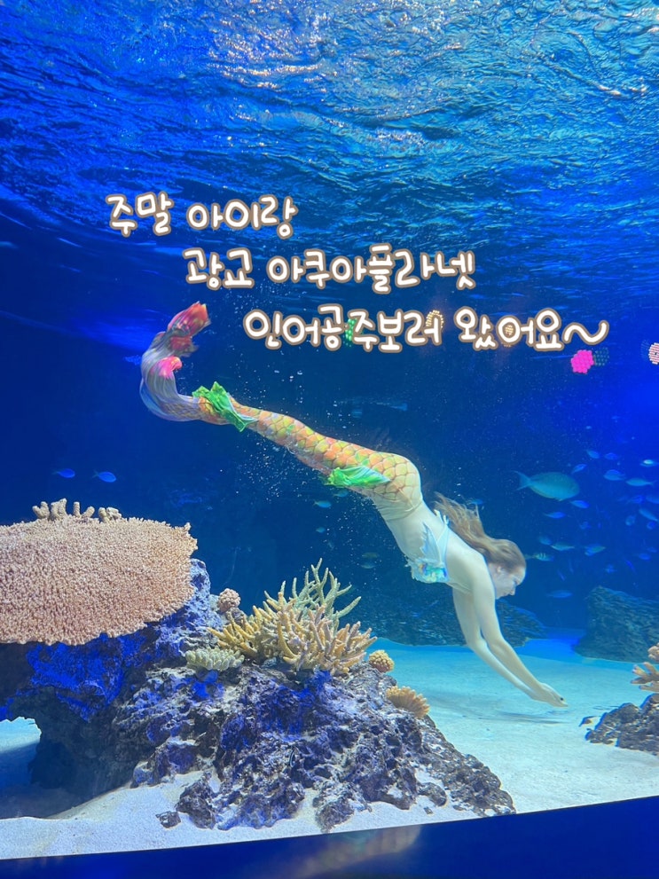  주말 아이랑 광교아쿠아플라넷 인어공주보러왔어요