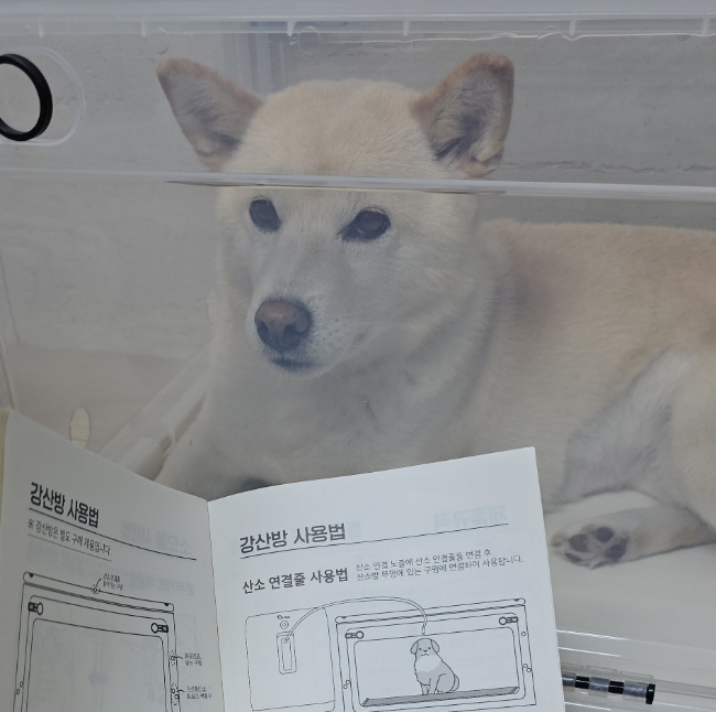  강아지 심장병 증상, 오투맥스90 산소방으로 관리 해주는 방법