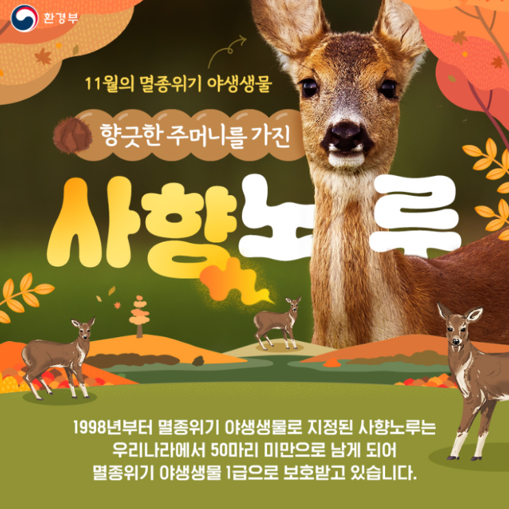  멸종위기 야생생물 - 향긋한 주머니를 가진 사향노루