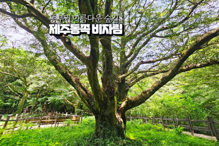  제주도 비자림 숲길 제주 동쪽 가볼만한곳 동부권 관광지