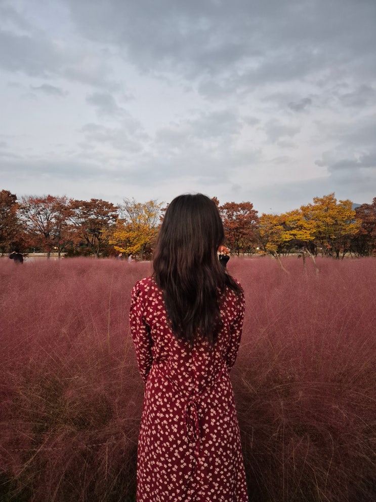 서울근교 단풍_ 하남 미사경정공원 핑크뮬리 위치, 안내도