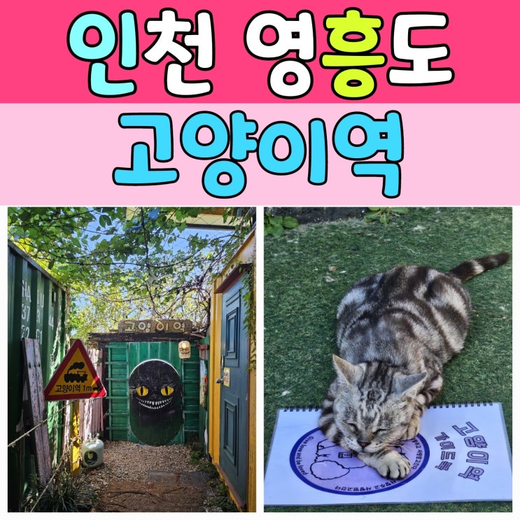  인천 고양이카페 [고양이역] 유기 고양이들의 천국 집사들 모여라~