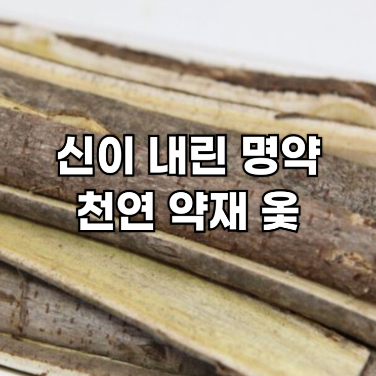  몸을 따뜻하게 하고 혈액순환을 돕는 천연 약재, 옻의 효능과 주의사항
