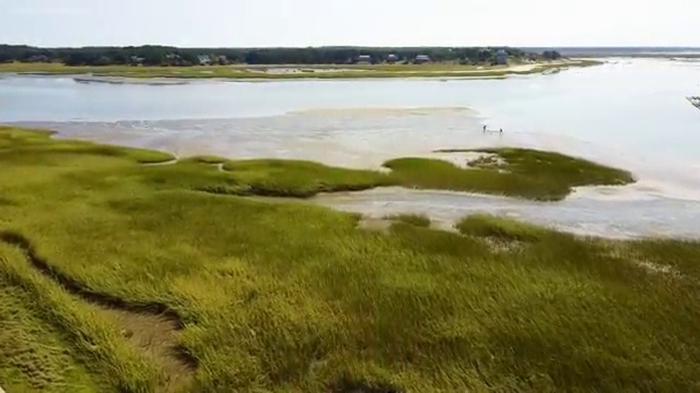  반려동물식품관리사 , 반려동물관리사 자격증 온라인으로 합격한 후기 , 이후 전망