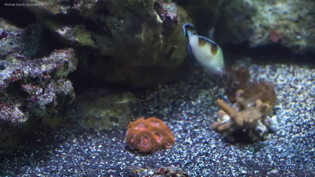  반려동물관리사 학원 , 반려동물관리사 자격증 온라인으로 쉽게 학습한 후기 , 전망
