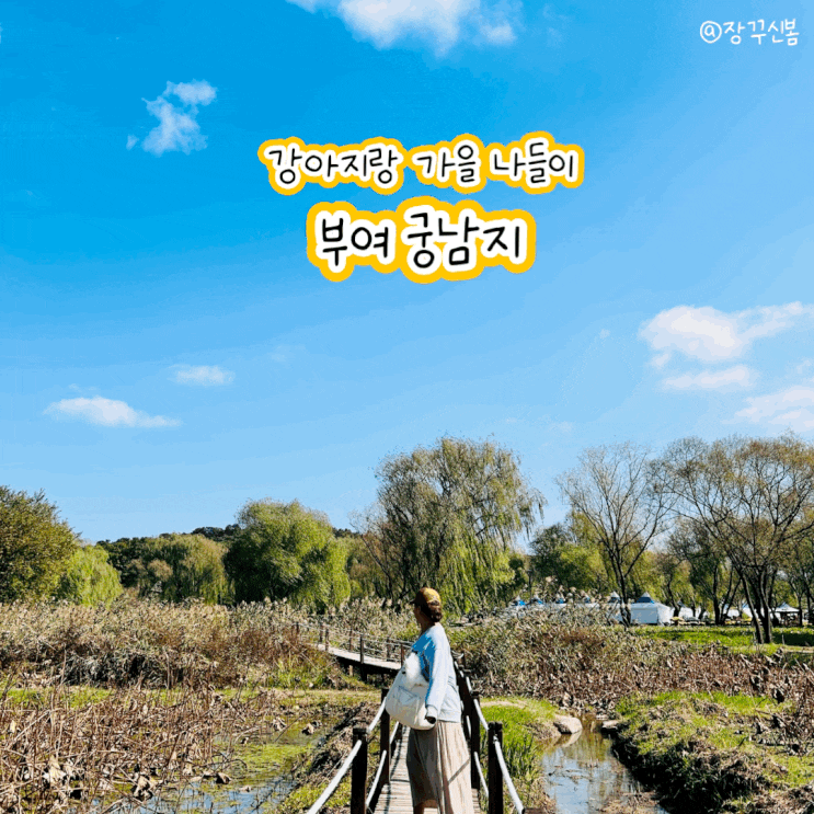 충남 가을 가볼만한 곳 강아지 봄이랑 가을나들이 부여 국화축제 궁남지 솔직후기 충남 가을 가볼만한 곳 강아지 봄이랑 가을나들이 부여 국화축제 궁남지 솔직후기