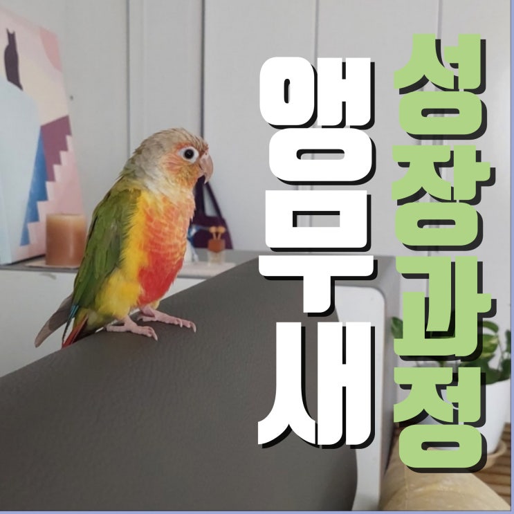  반려동물 코뉴어앵무새 몸단장 중~ 앵무새의 성장과정
