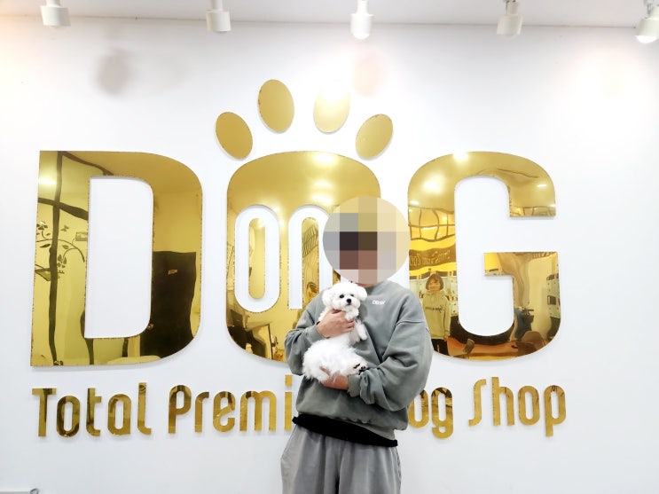  세종 강아지 분양 원독에서 키운 사랑 가득한 비숑 아가 청주에서 귀한 발걸음해 주신 따뜻한 새 가족과의 인연