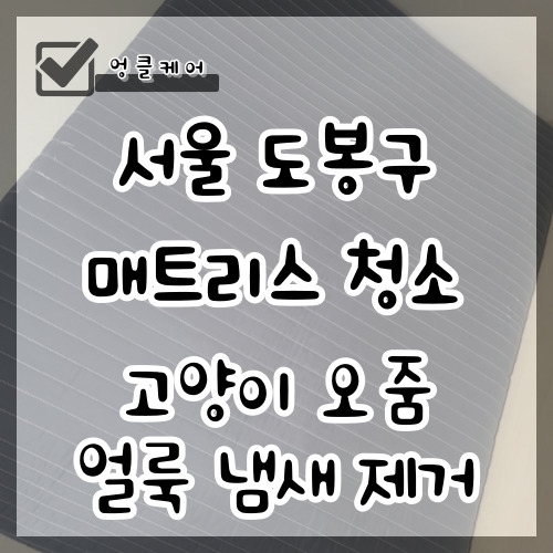  서울 매트리스 청소 고양이 오줌 얼룩 냄새 제거