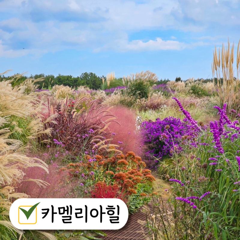 제주 카멜리아힐 11월 할인 지도 시간