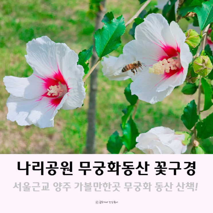 서울근교 양주 가볼만한곳 나리공원 무궁화동산 산책과 꽃구경 서울근교 양주 가볼만한곳 나리공원 무궁화동산 산책과 꽃구경