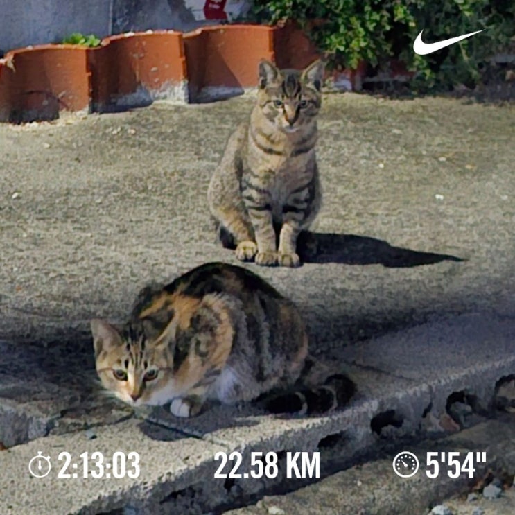 오늘의[챌린지] 매일 10km 러닝 챌린지 1182일 차