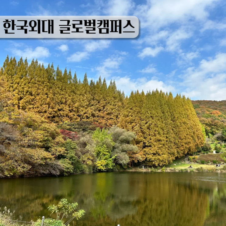  용인 단풍 구경 한국외대 글로벌캠퍼스 메타세콰이어 가을 산책