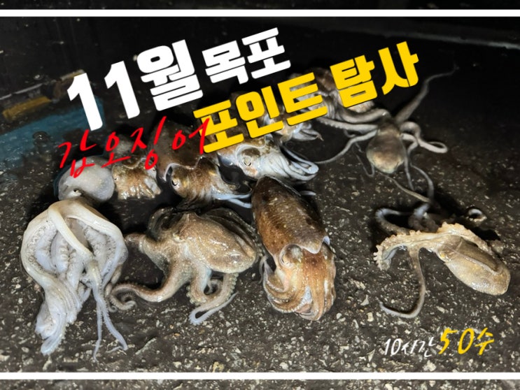  니켄 나래에기로 목포 숨어있는 갑오징어 낙지 탐사 11월
