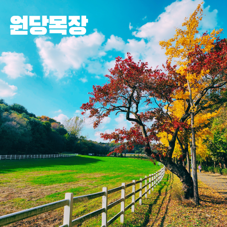  고양 한국마사회 원당목장 은행나무 길 가을 단풍 명소 서울 근교 여행 가볼만한 곳