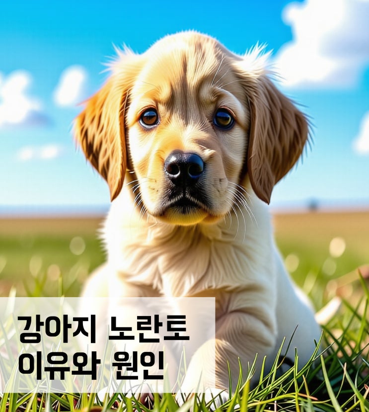  강아지 노란토 하는 이유와 원인