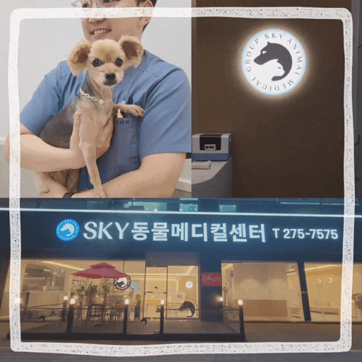  인천24시동물병원 추천 계양스카이, 노령견 강아지 건강검진 후기