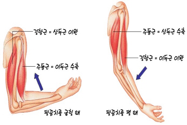  대연동PT, 경성대PT / 최적의 운동을 위한 근육 이해하기 각 근육의 역할과 중요성