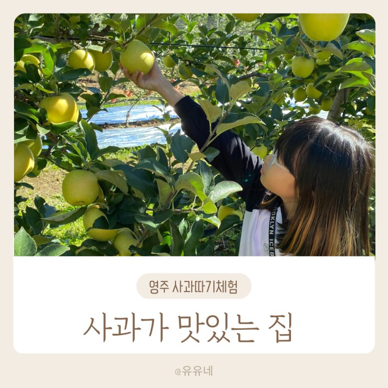 영주 부석사 소백산 사과따기체험 사과가 맛있는 집