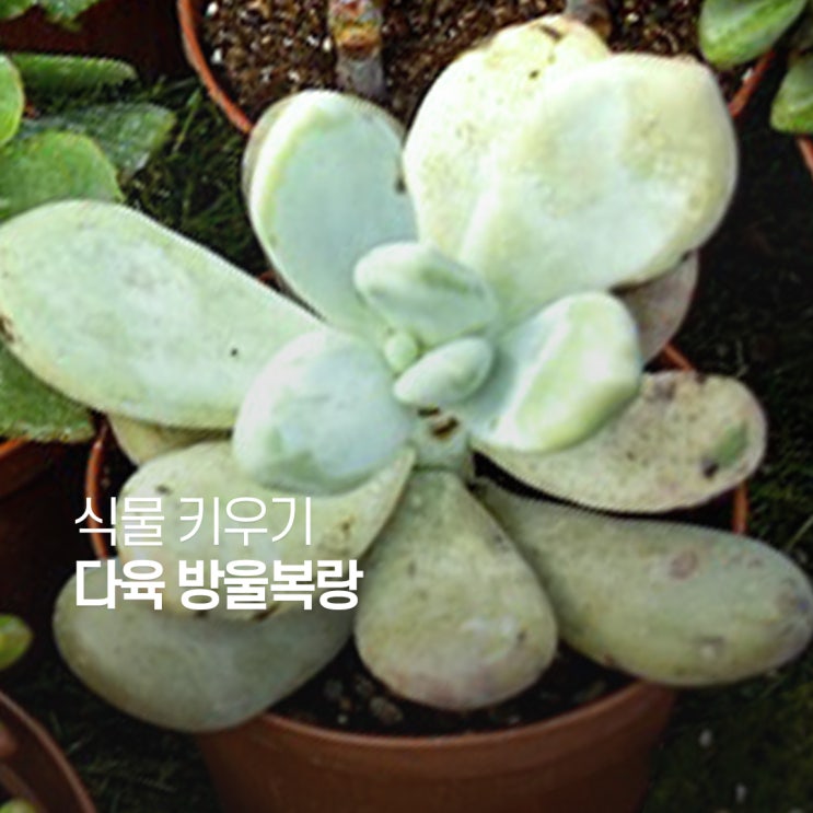 다육식물 방울복랑금 키우기