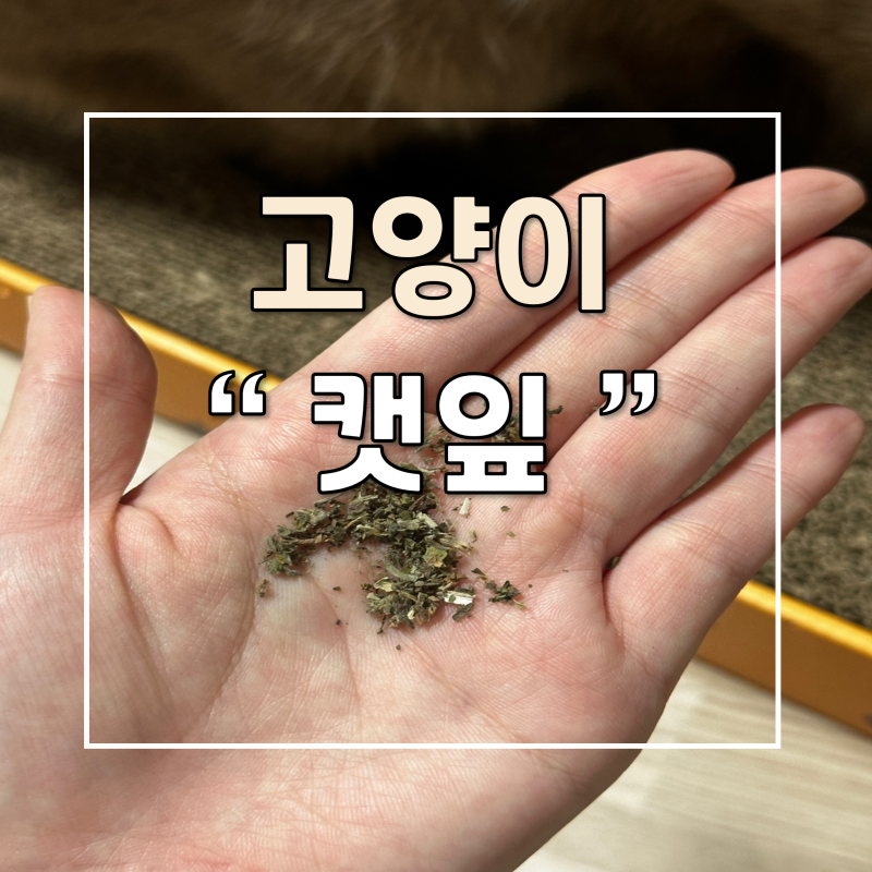 고양이 캣닢&캣닙 효능 부작용