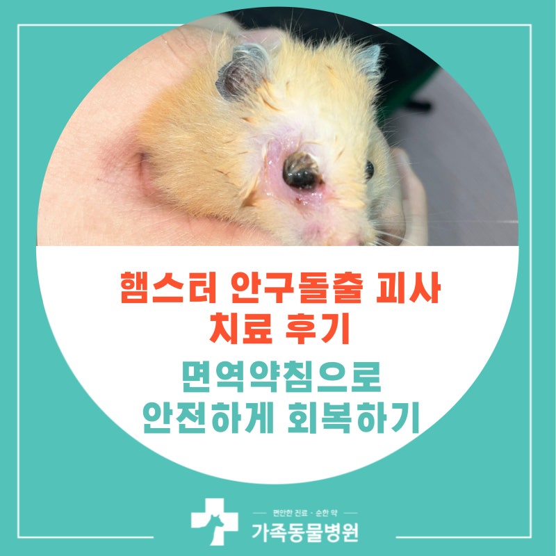 햄스터 안구 돌출 괴사 치료 후기(+예방법)