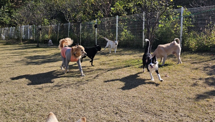  위례애견유치원 :) 넓은 천연잔디 강아지 운동장 라드독