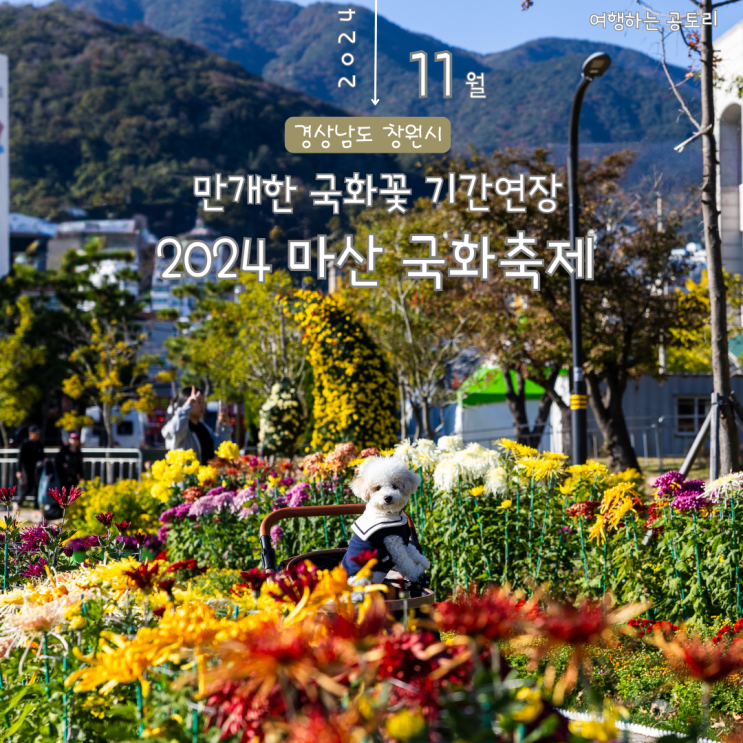  마산국화축제 기간연장 소식 애견동반 정보 실시간 개화현황
