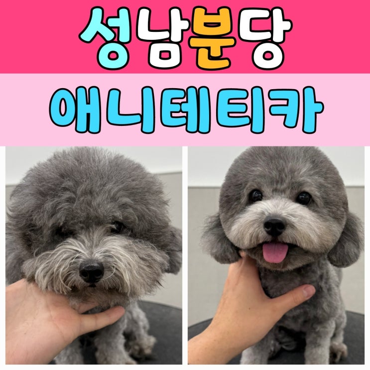  분당애견미용 실버택 [애니테티카]