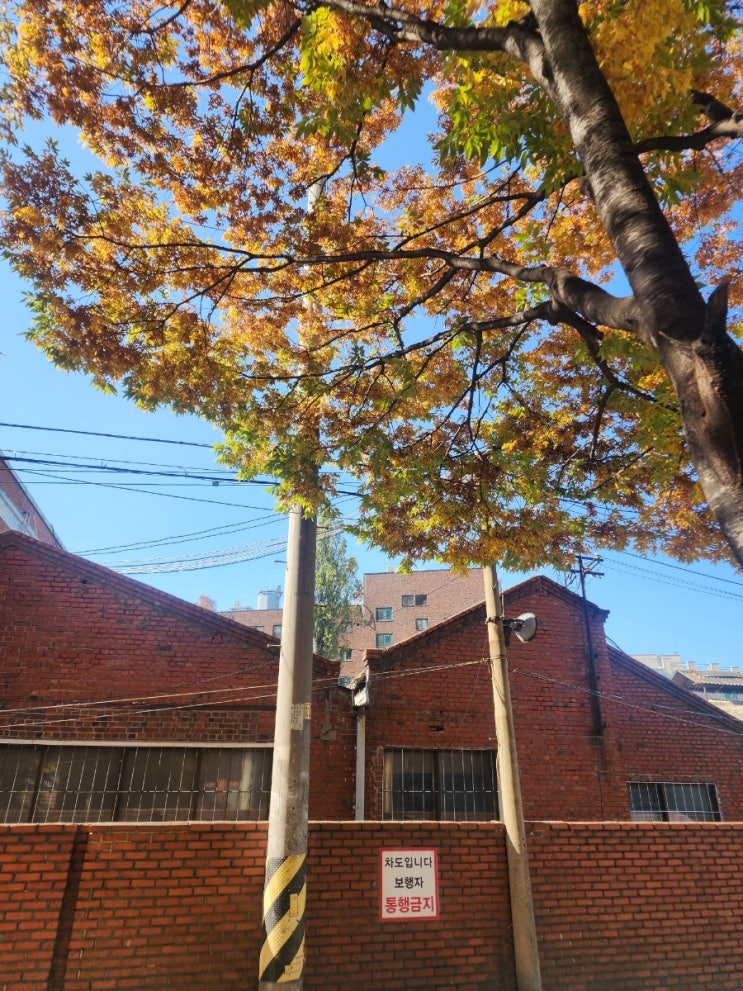  출근룩
