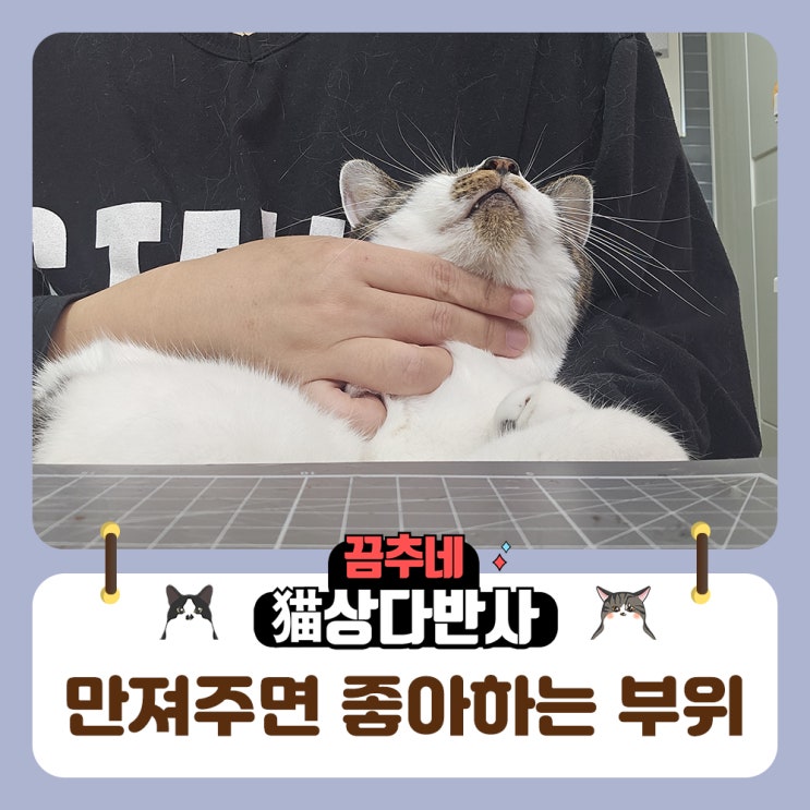 고양이 스킨십 만져주면 좋아하는 부위와 이유