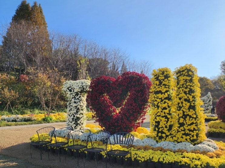  피나클랜드 오천만송이 국화축제 기본정보