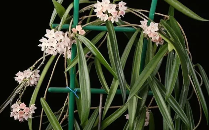  호이아 롱기포리아(Hoya Longifolia): 인테리어와 공기 정화에 좋은 열대 식물